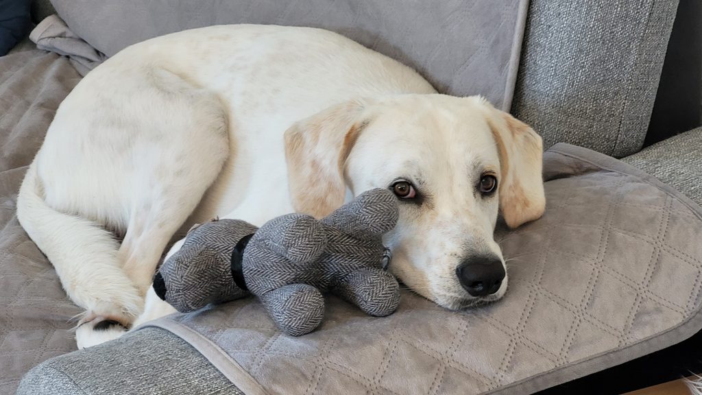 Hund in ruhiger Umgebung