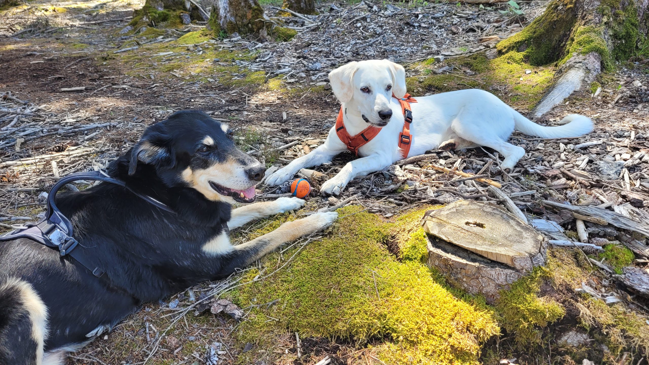 Individuelle Begleitung mit Mensch und Hund