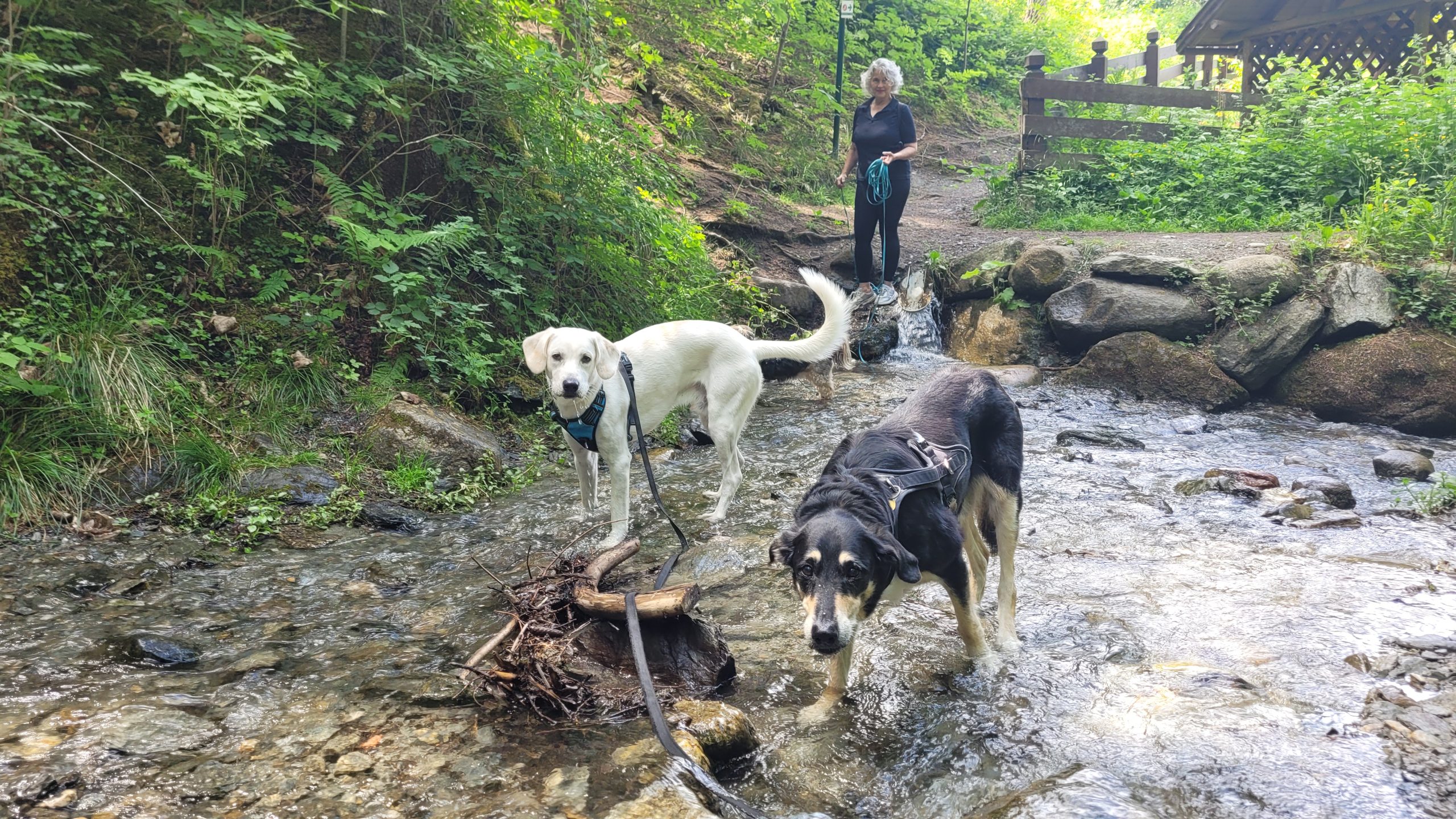 Stammtisch mit Menschen und Hunden