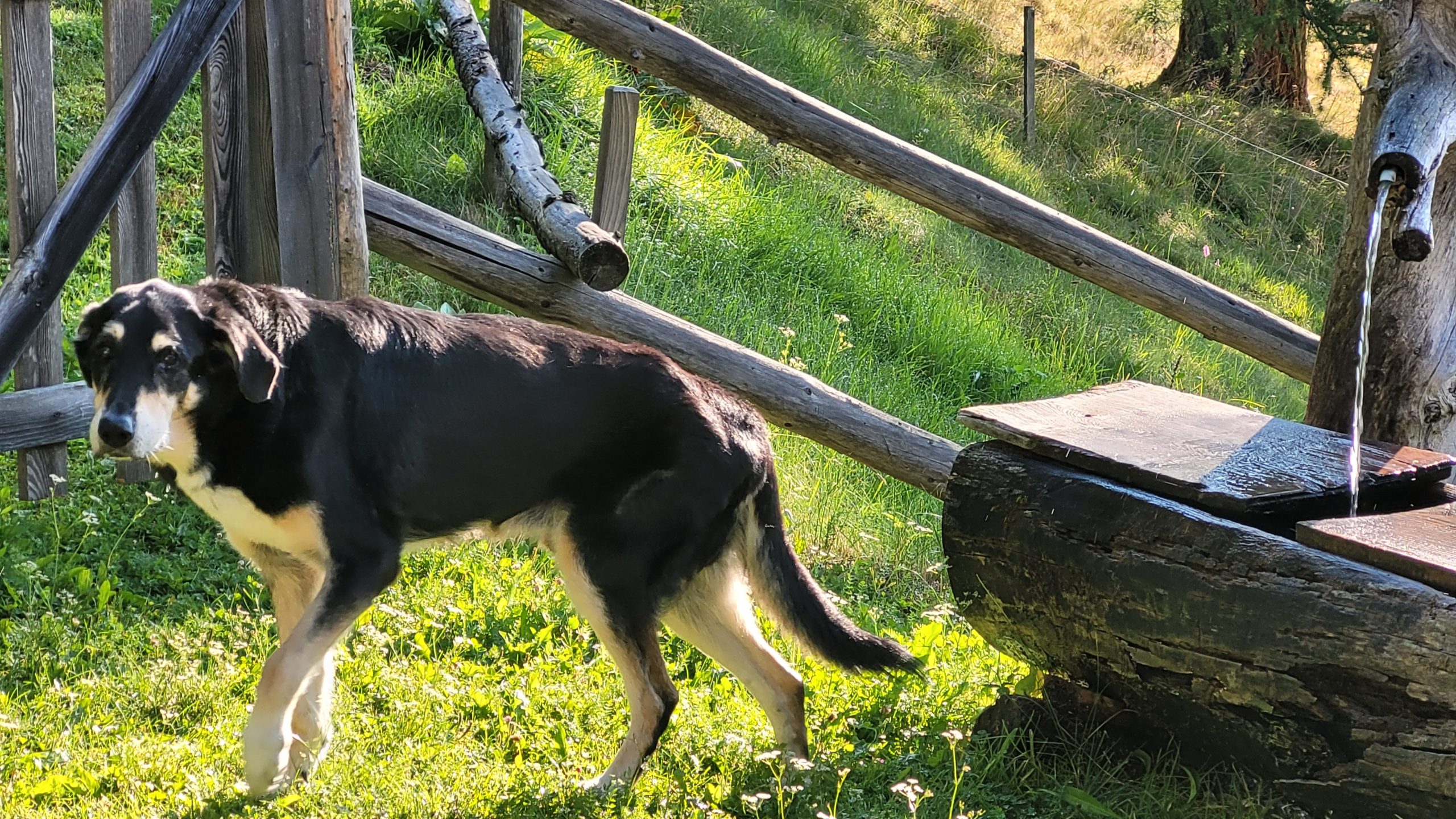 Hund im Freien