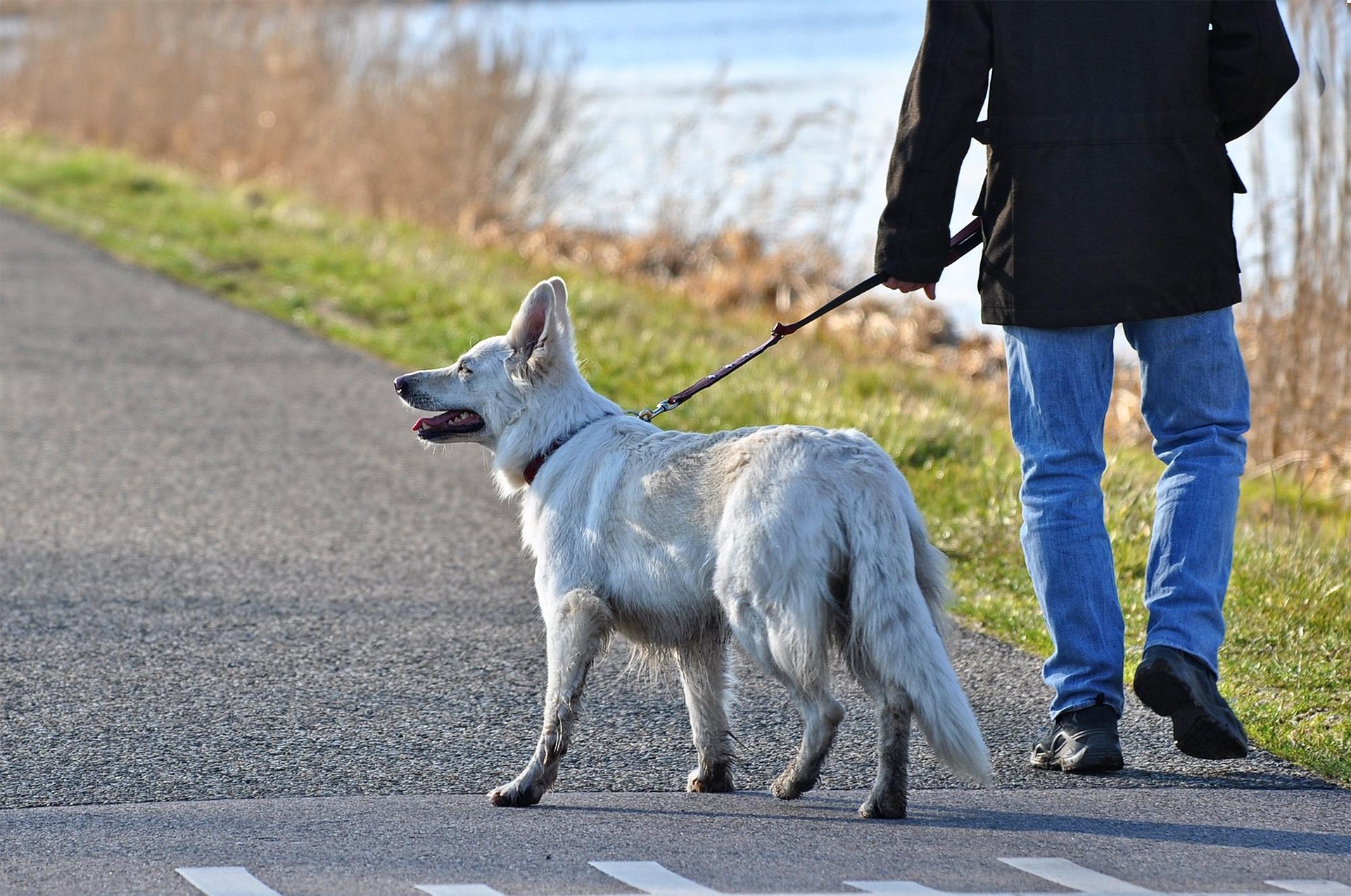 Hund im Alltag